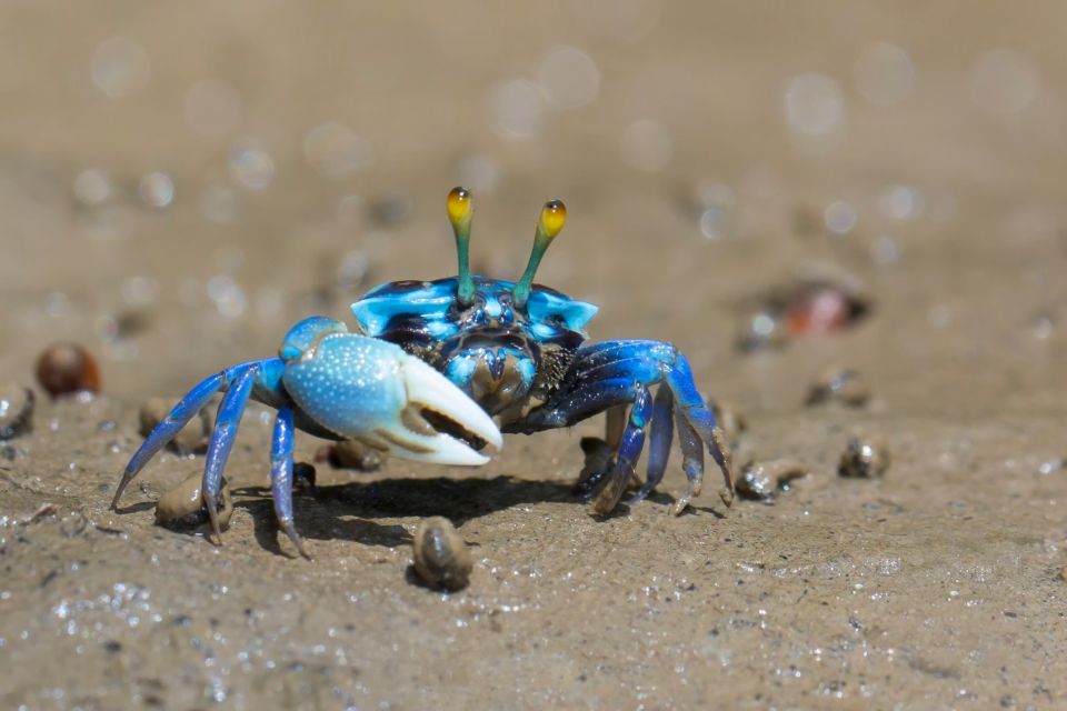 Ko Lanta: Mangrove Kayaking, Ko Talabeng, & Skull Island - Key Points