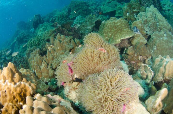 Koh Chang: Private Bubblemaker Diving for 8 and 9 Year Olds - Key Points