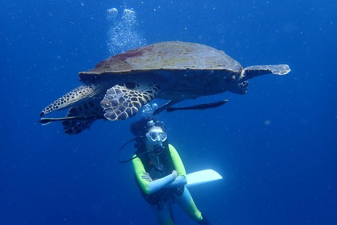 Koh Tao 2-Dive Day Trip From Koh Samui for Certified Divers - Key Points