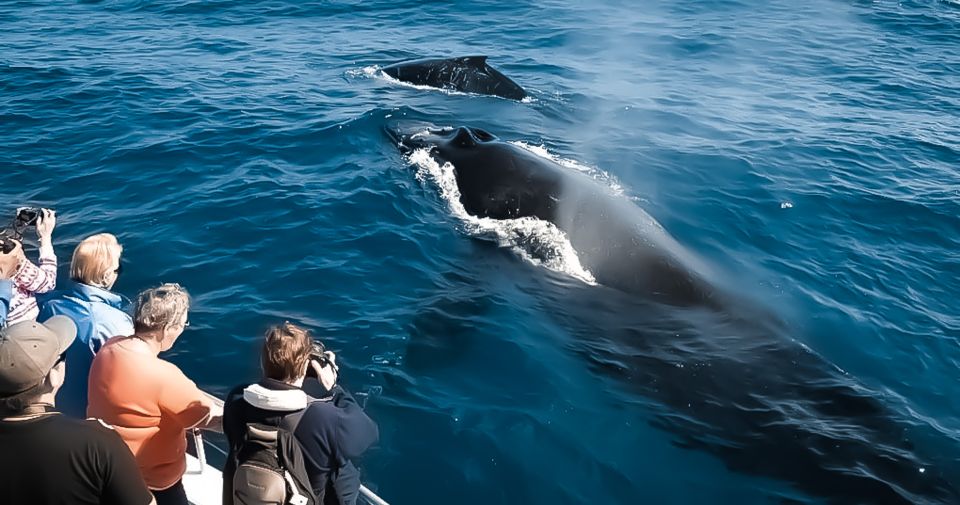 Kona: Kalaoa Midday Whale Watching Tour - Key Points