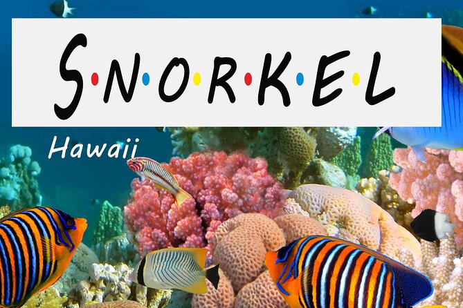 Kona Shore Excursion: Wild Dolphin - Reefs -Sea Caves - (Small Group) - Logistics