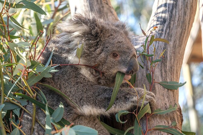 Kyabram Fauna Park General Entry Ticket - Key Points