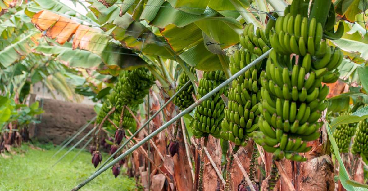 La Orotava: Ecological Banana Plantation Guided Tour - Key Points