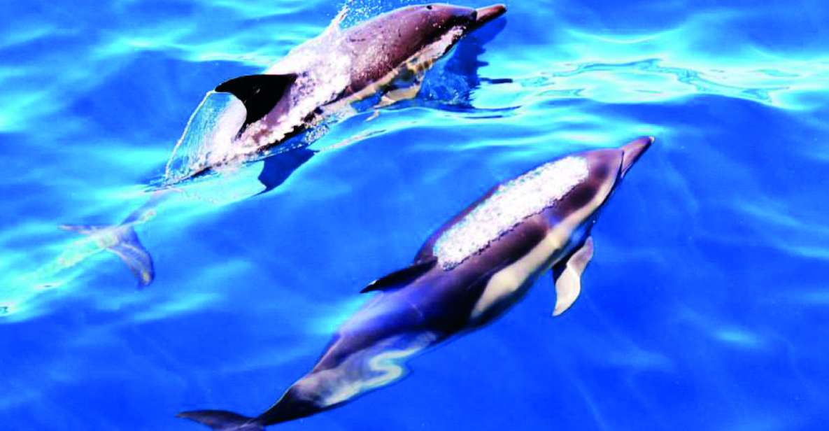 Lagos: 90-Minute Dolphin Watching by Catamaran - Key Points