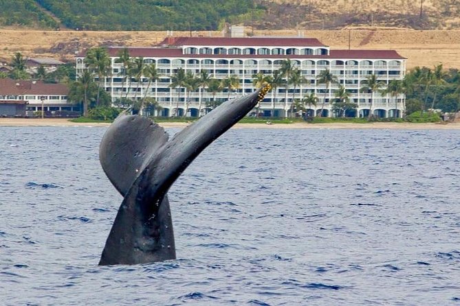 Lahaina Small-Vessel Whale-Watching Experience (Mar ) - Key Points