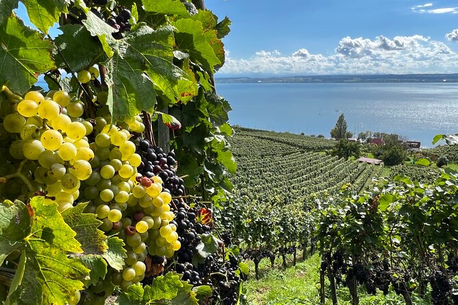 Lake Constance Wine Tour Day Tour Wine Tasting at 3 Winemakers - Key Points