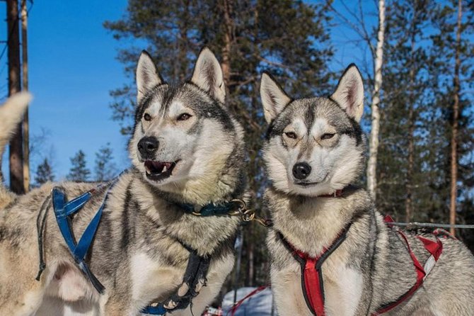 Lapland Reindeer and Husky Safari From Levi - Tour Highlights