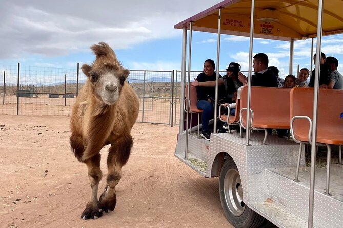 Las Vegas Safari Tram Ride and Zoo Tour at Camel Safari - Key Points