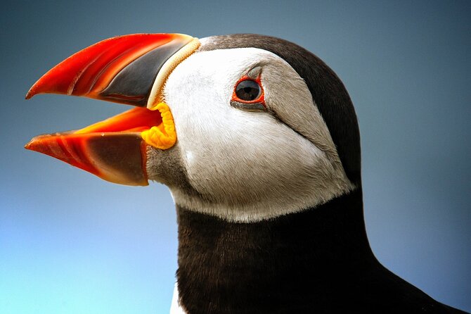 Late Season Puffin & Scenic Coastal Cruise - Key Points