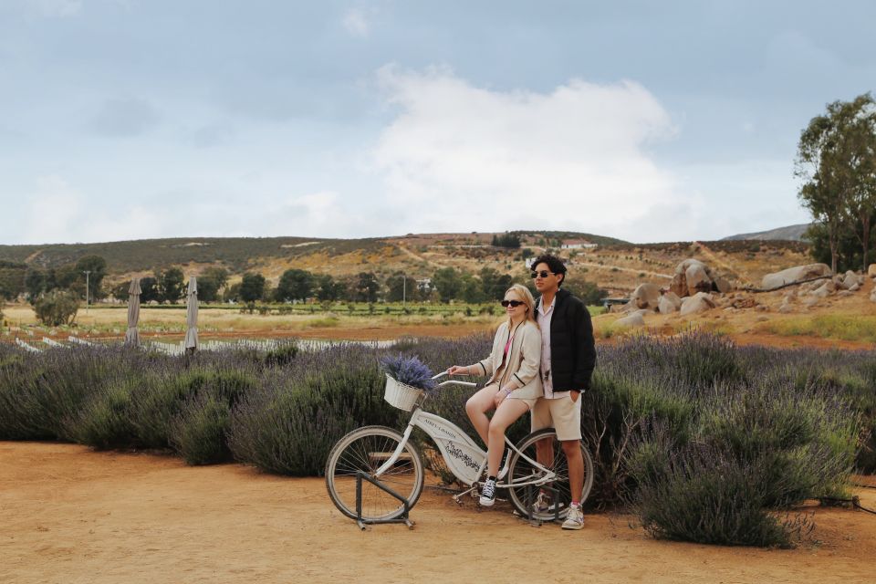 Lavender Field Guided Tour - Key Points