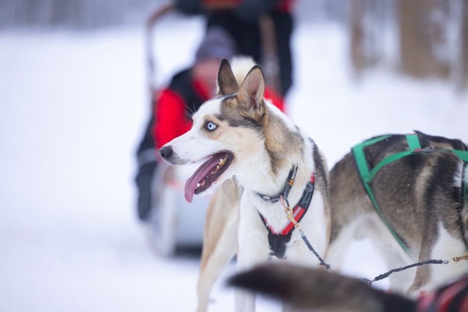 Levi Polar Lights Tours: Arctic Circle Guided Husky Tour - Key Points