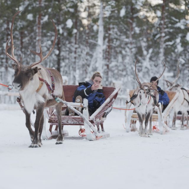 Levi Polar Lights Tours: Reindeer and Husky Safari - Key Points