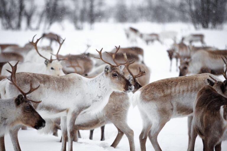 Levi: Traditional Reindeer Husbandry Experience