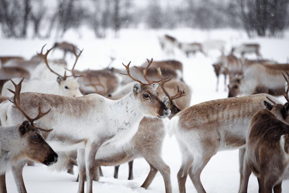 Levi: Traditional Reindeer Husbandry Experience - Key Points