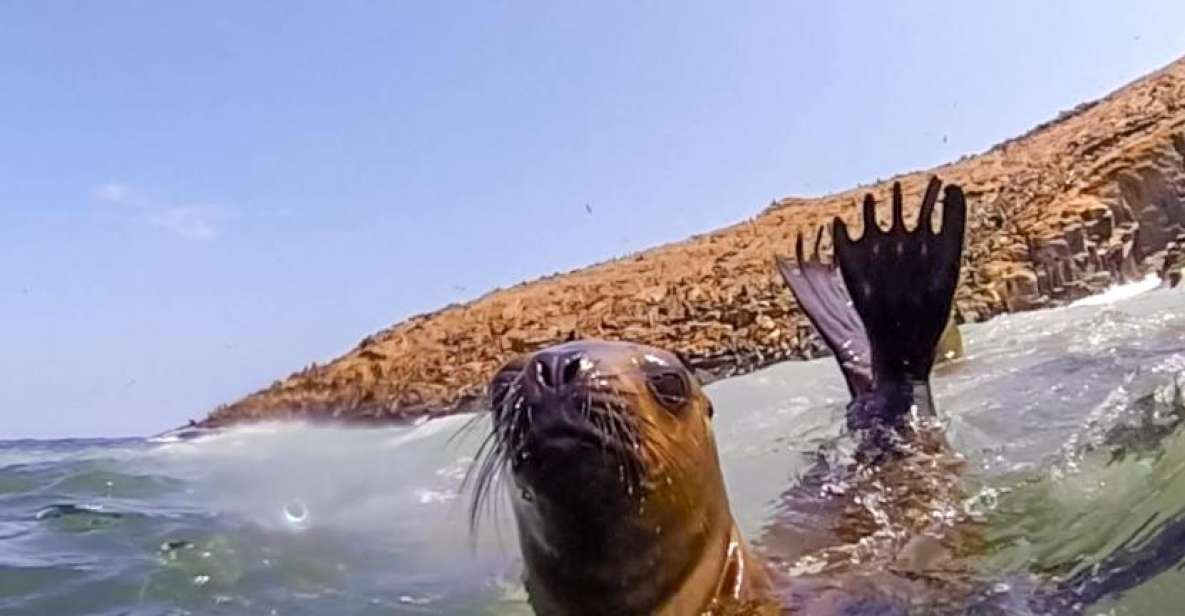 Lima: Palomino Islands Speedboat Tour & Swim With Sea Lions - Key Points