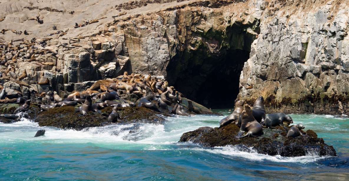 Lima: Sea Lion Swim and Wildlife Palomino Islands Cruise - Key Points