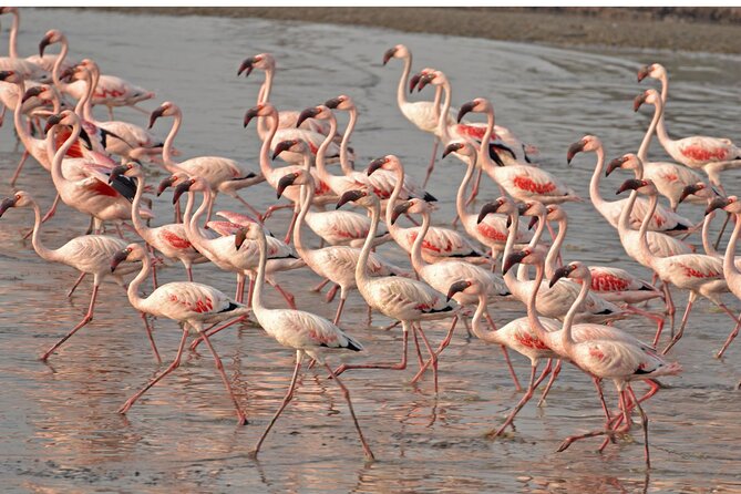 Lio Piccolo: Flamingos & Birdwatching Bike Tour in the Venetian Lagoon - Key Points