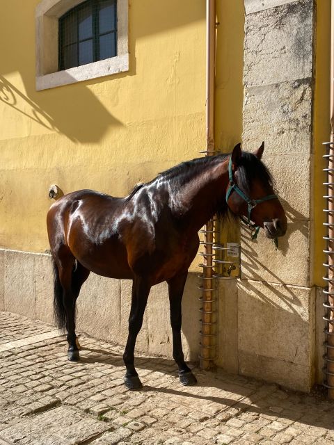 Lisbon: Morning of Equestrian Art With Lusitano Horses - Key Points