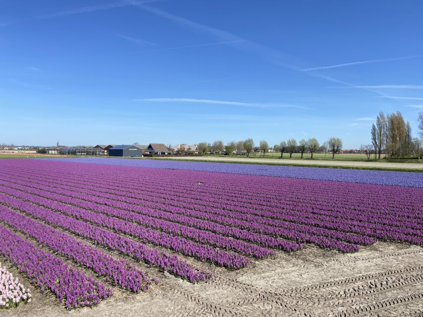 Lisse: Self-guided Tulip Fields GPS Audio Tour - Key Points