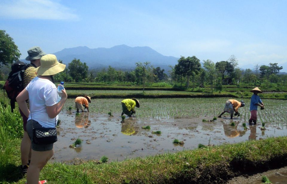 Lombok Rice Field Walking Tour - Key Points