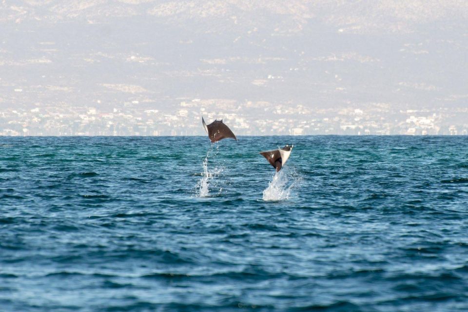 Los Cabos: Mobula Ray Swim and Pelagic Adventure - Key Points