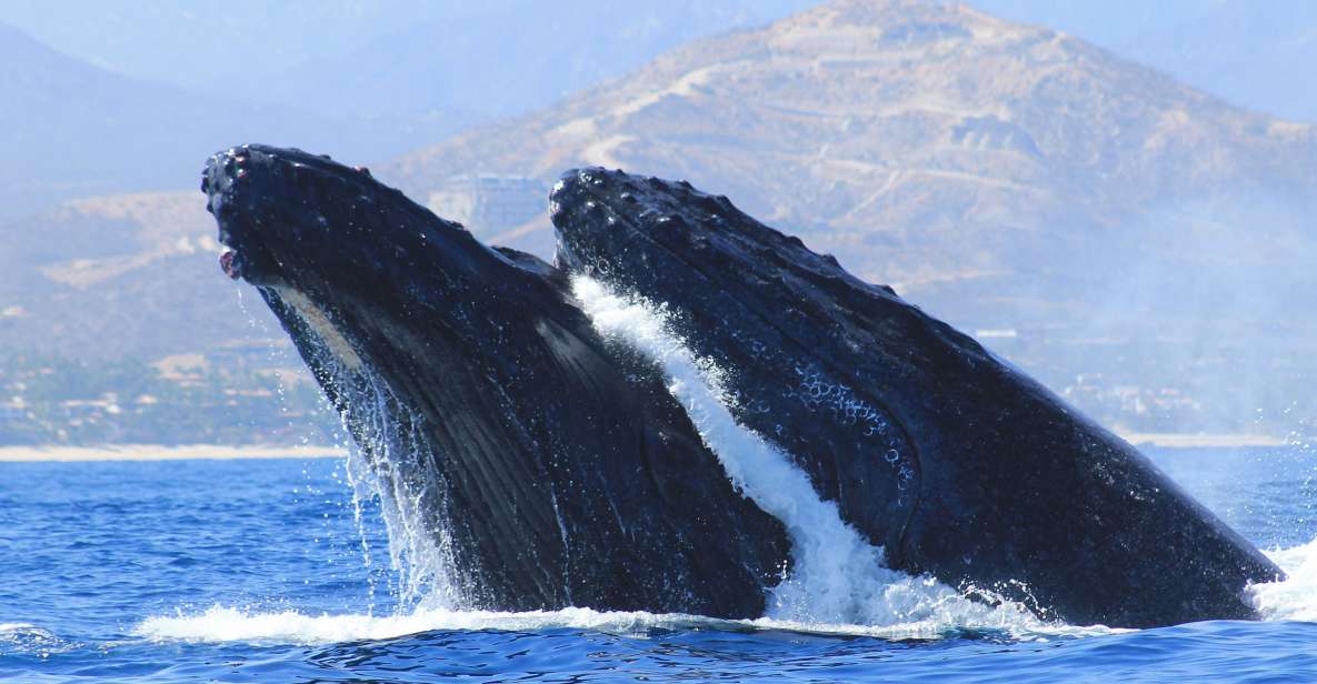 Los Cabos: Whale Watching (Transport and Pictures Included) - Key Points