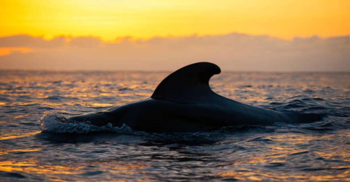 los cristianos sunset tour ecoyacht whales watching Los Cristianos: Sunset Tour Ecoyacht Whales Watching