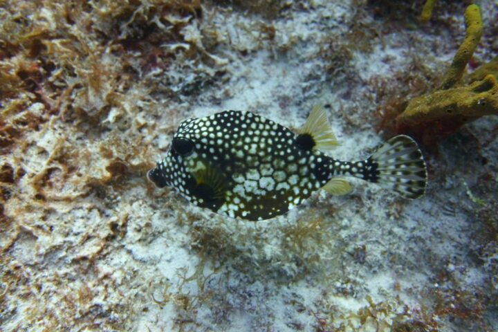 Lower Grand Lagoon: Panama City Beach Guided Snorkeling Tour - Key Points