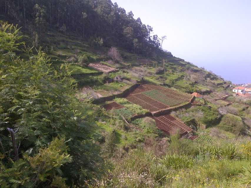 Madeira: Levado Do Norte 2-Hour Hiking Tour - Key Points