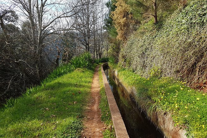 Madeira: Private Camacha Levada Do Tornos Walk - Key Points