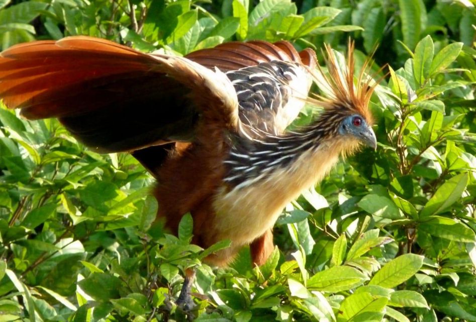 Manu National Park Reserved Zone 7 Days - Key Points