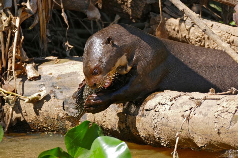 Manu National Park Tour 3 Days - Key Points