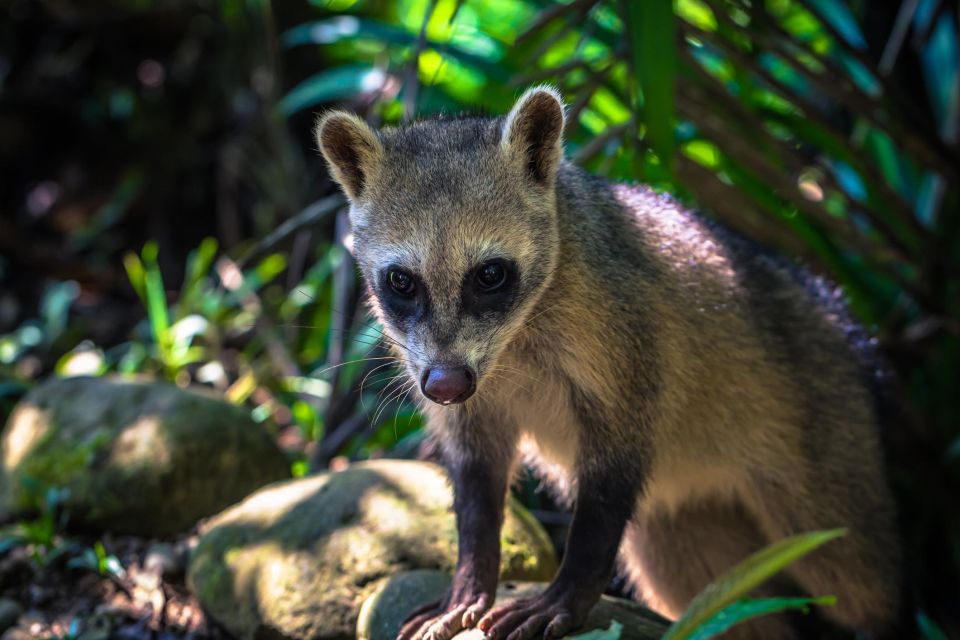 Manu National Park Tours From Cusco 5 Days - Key Points