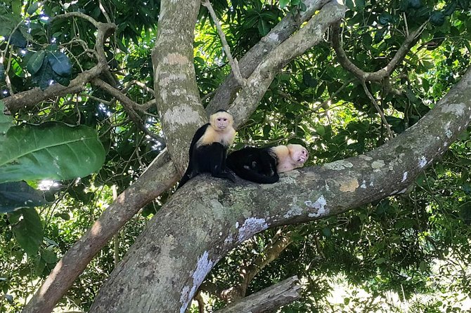 Manuel Antonio National Park; Beach & Sightseeing Day Trip From San Jose - Key Points