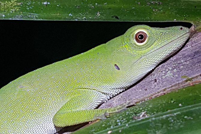 Manuel Antonio Night Tour - Key Points