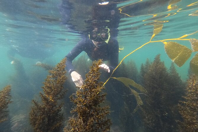 Marine Bio 101 Snorkel in San Diegos Mission Bay - Key Points