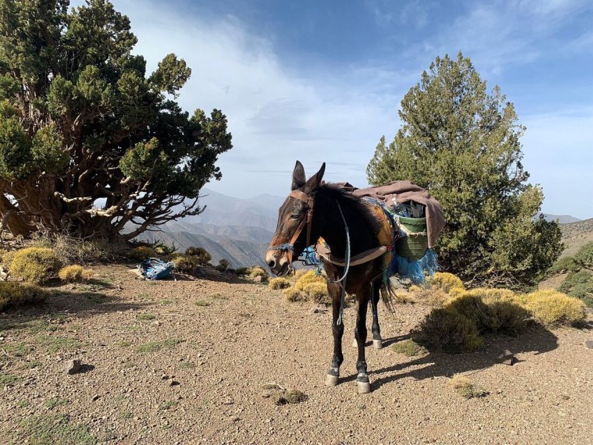 Marrakech: 2 Day Trek Atlas Mountains and Berber Villages - Key Points