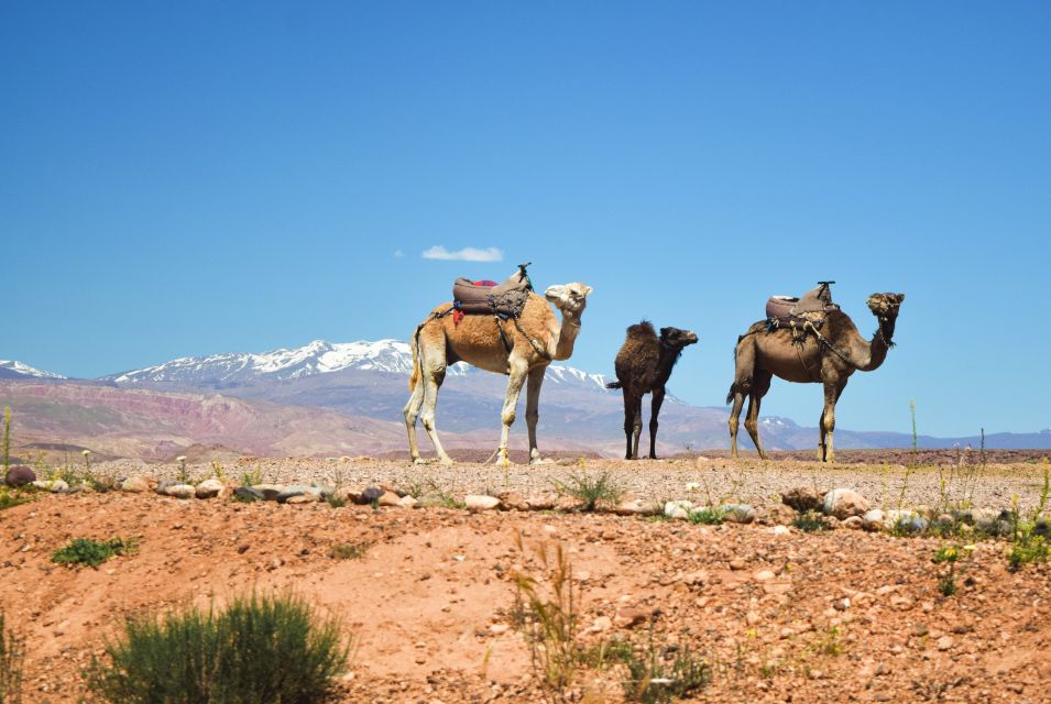 Marrakech: Atlas Mountains & Agafay Desert Tour W Camel Ride - Key Points