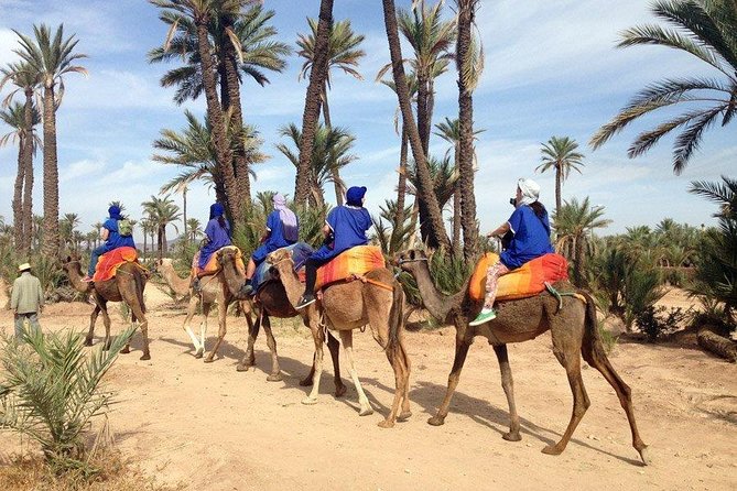 Marrakech Camel Ride at the Palm Groves - Key Points