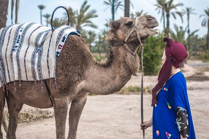 Marrakech Camel Ride in the Oasis Palmeraie - Key Points