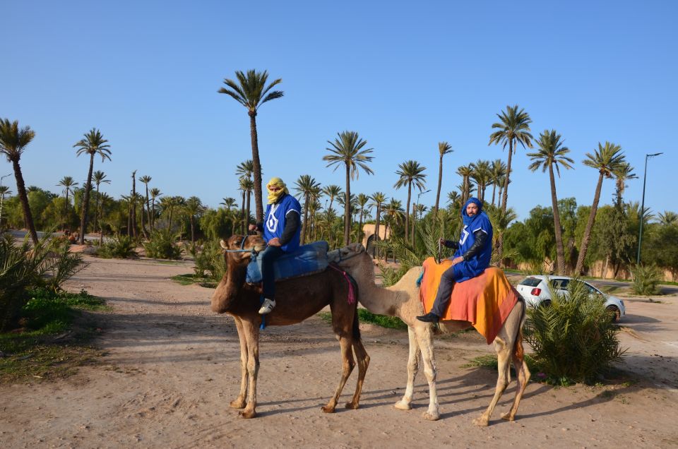 Marrakech: Camel Ride Trip in Palm Groves With Tea Break - Key Points