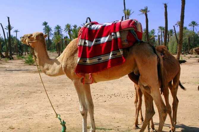 marrakech camel ride Marrakech Camel Ride