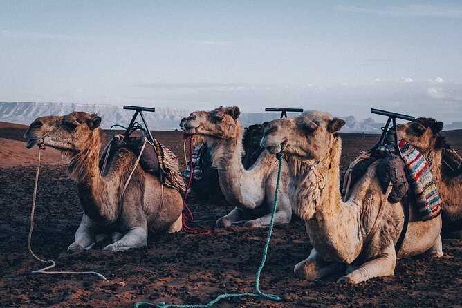 Marrakech Day Tour to the Atlas Mountains & Camel Ride Three Valleys, Waterfalls - Key Points