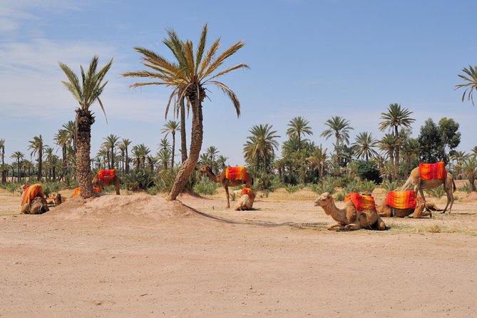 Marrakech Half-Day Camel Ride in Palm Grove - Key Points