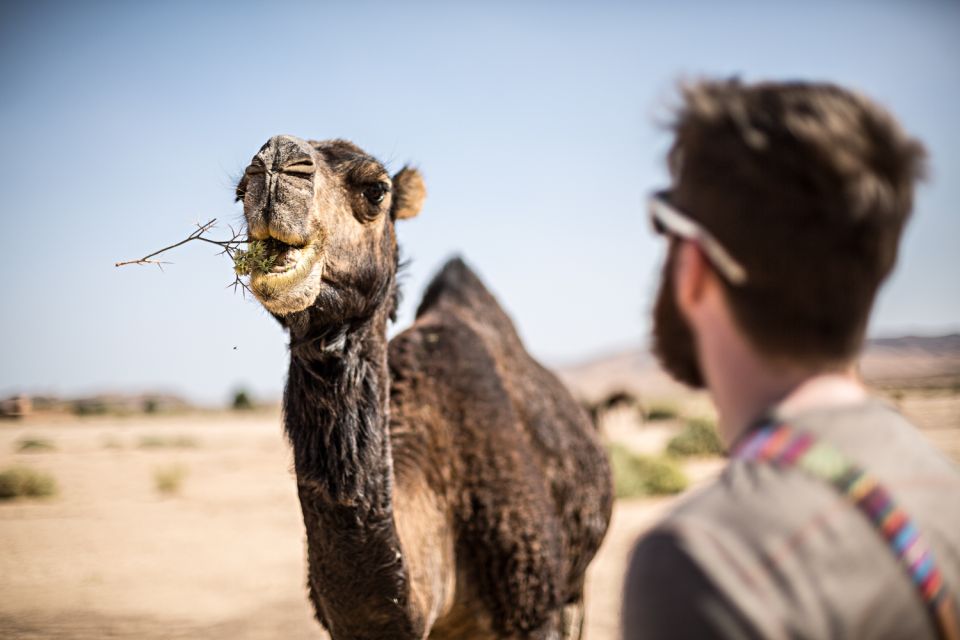 Marrakech: Magical Dinner Under the Stars in Agafay Desert - Key Points