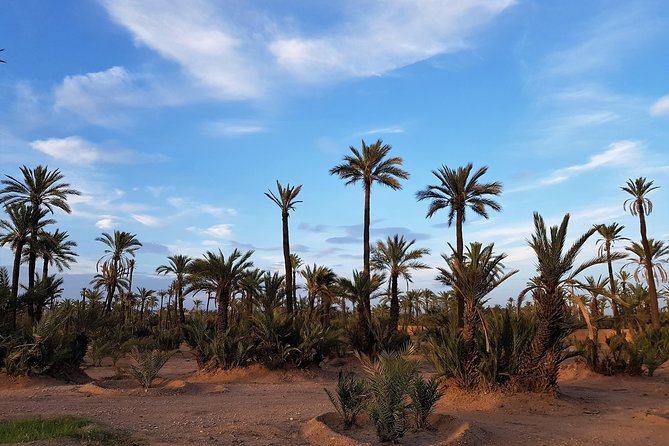 Marrakech Palm Oasis and Desert Quad Bike Adventure - Activity Details