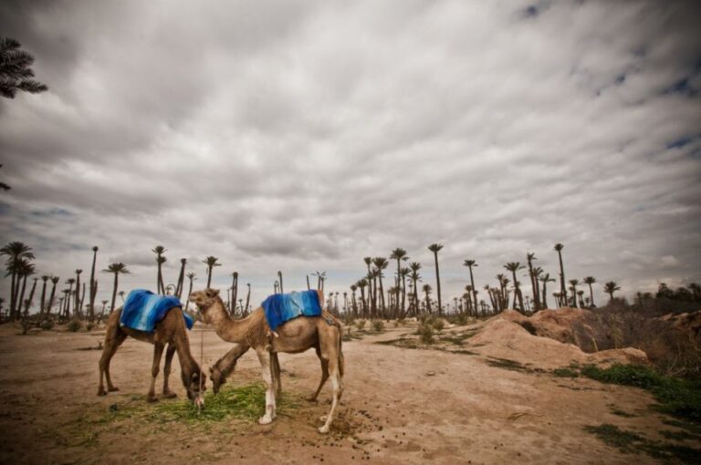 Marrakech Palmeraie 3-Hour Camel Ride