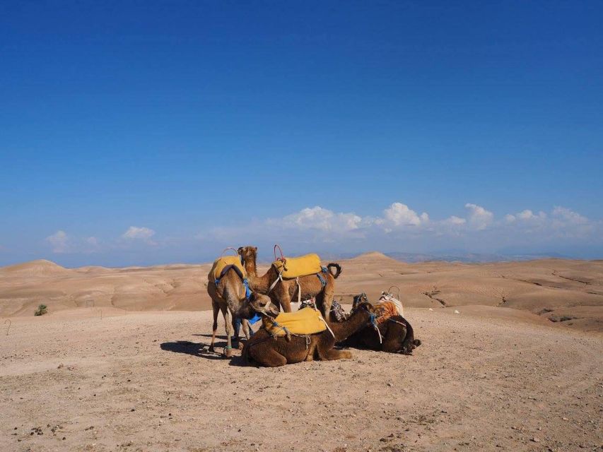 Marrakech:Agafay Desert Magical Dinner Camel Ride and Sunset - Activity Details