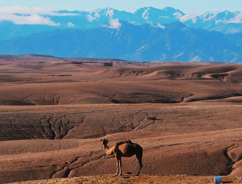 Marrakech:Berber Valleys-Walking-Lunch&Desert Camel Ride - Activity Details