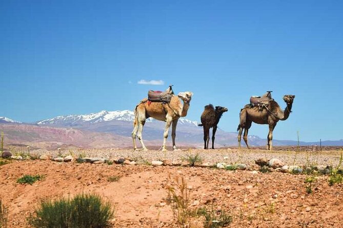Marrakesh: Agafay Desert and Atlas Mountains Tour - Key Points